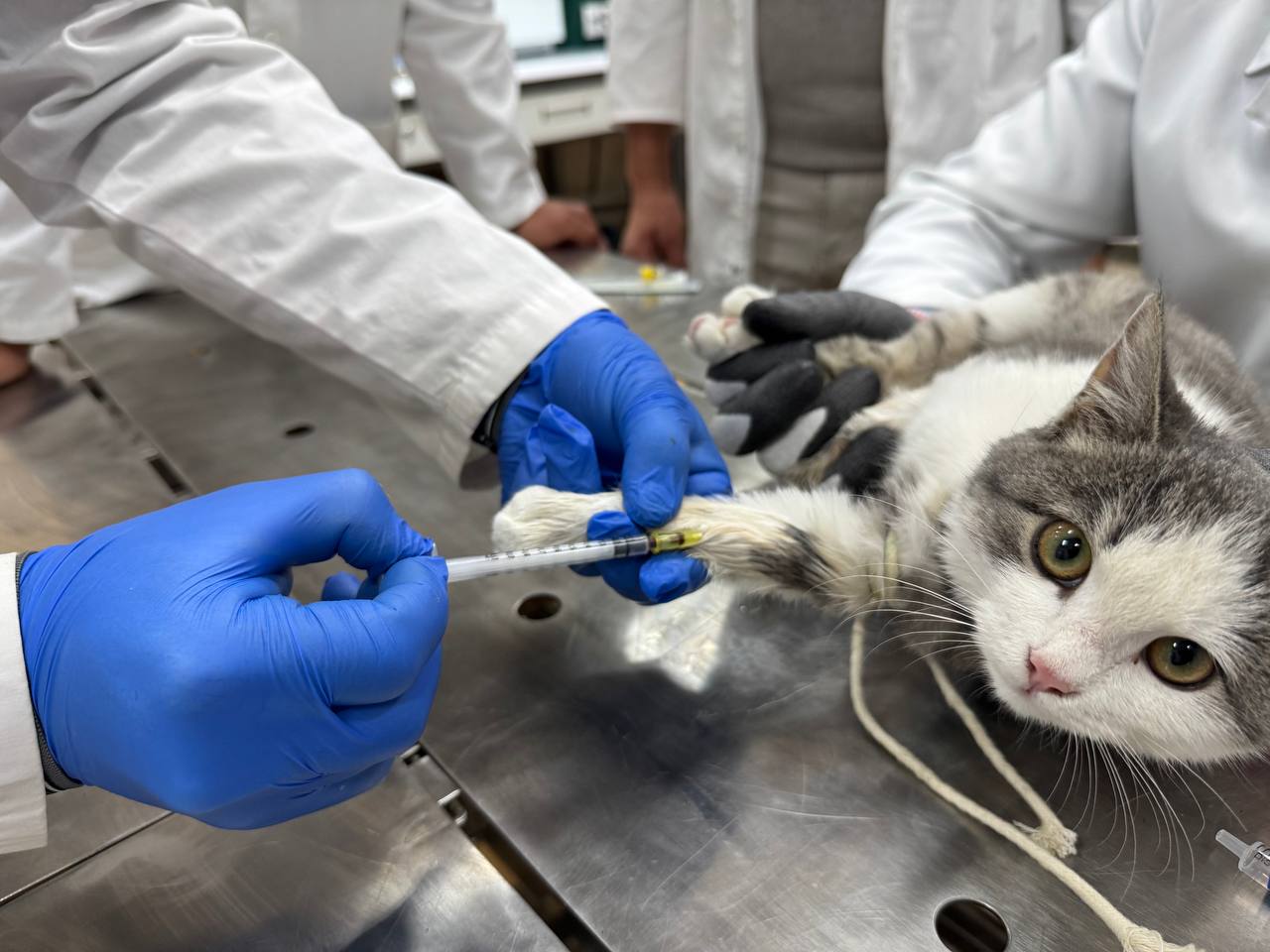 Диагностика и лечение животных