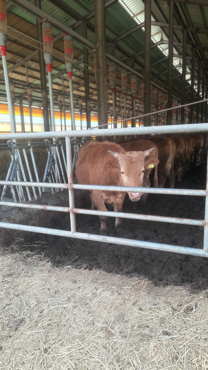 Зооинженерия