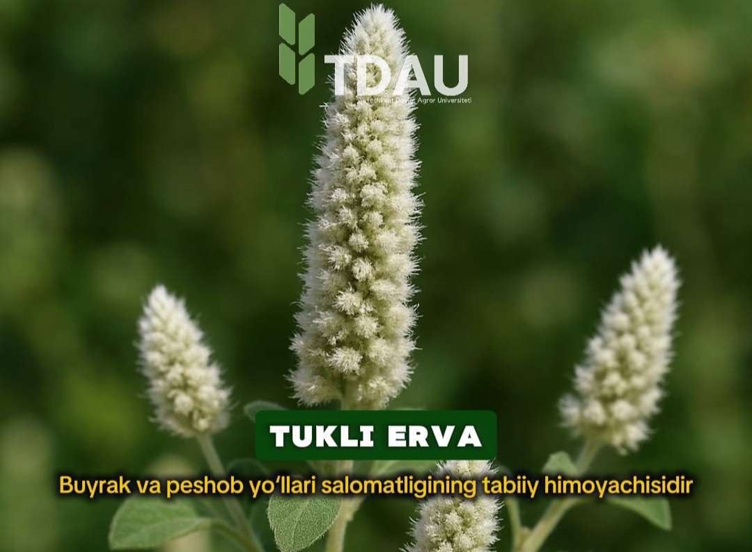 tukli erva