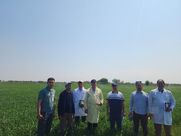 Bug‘doy hosildorligini 100 sentnerga yetkazish va suv tejamkorligi: olimlar dala tajribalarini o‘rganmoqda