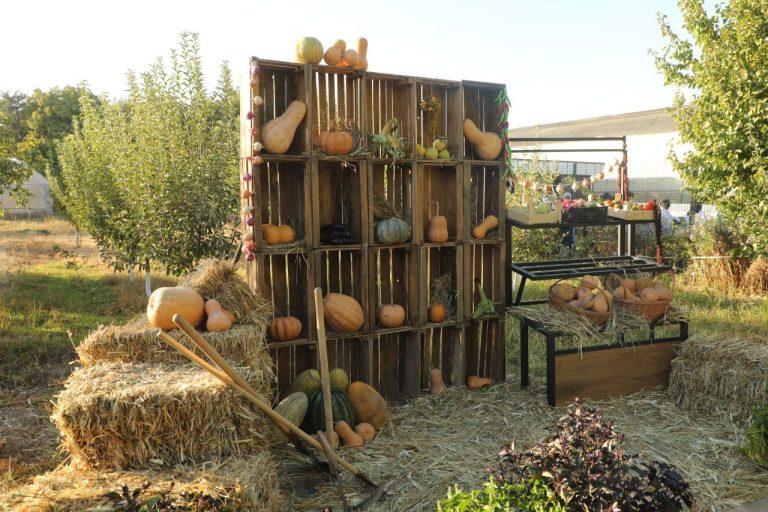 Tajribadan innovatsiyaga: oziq-ovqat festivalida ilm va amaliyot uyg‘unligi